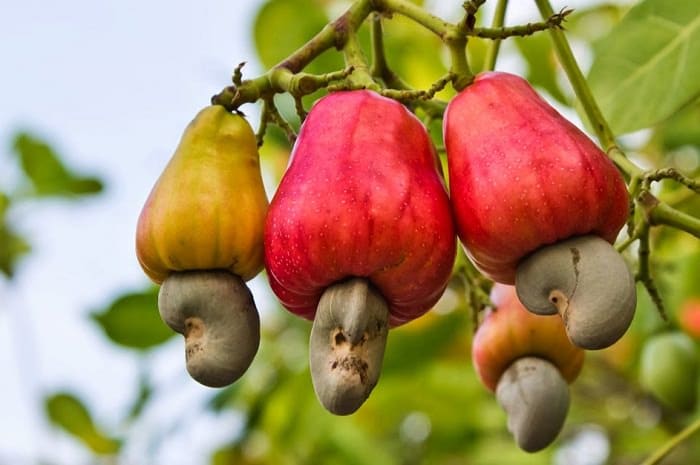 Cashews plant (Kaju)