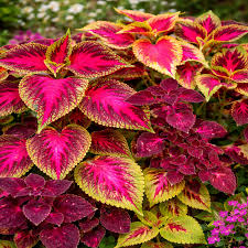 Coleus Mix