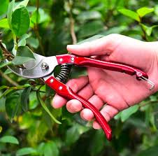 Cutter( Pruning Shears)