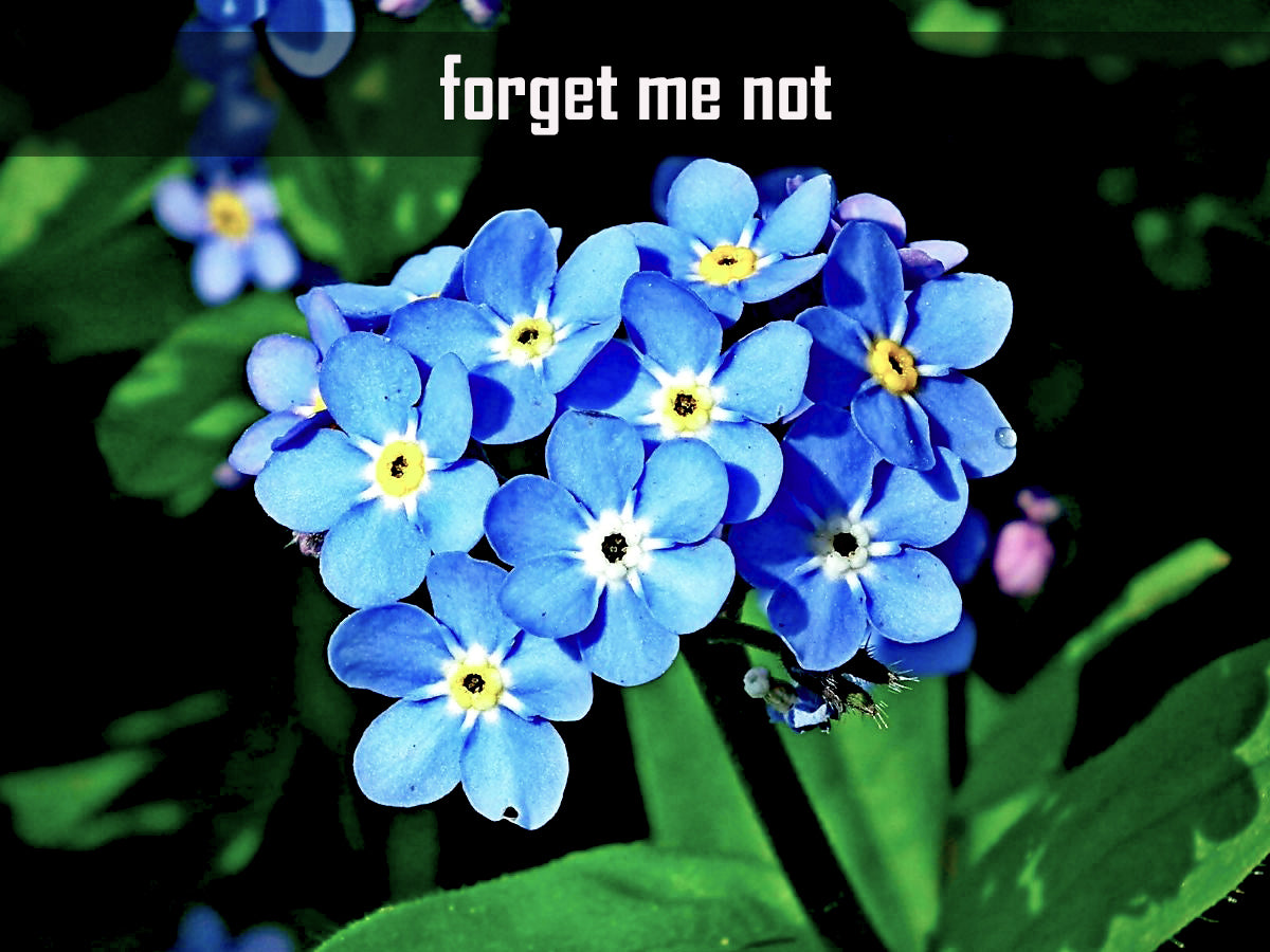 Forget Me Not