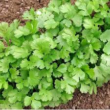 Dhanya (Coriander)