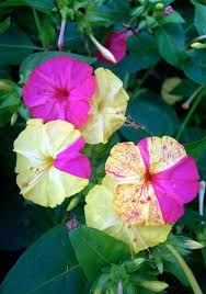 Four O Clock BiColor
