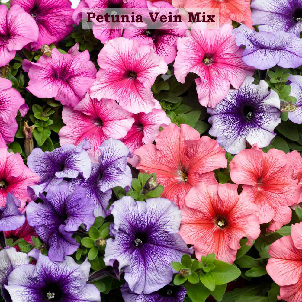Petunia Mix