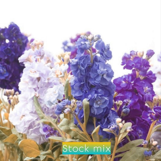Stock Mixed