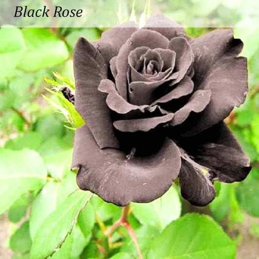 Black Rose