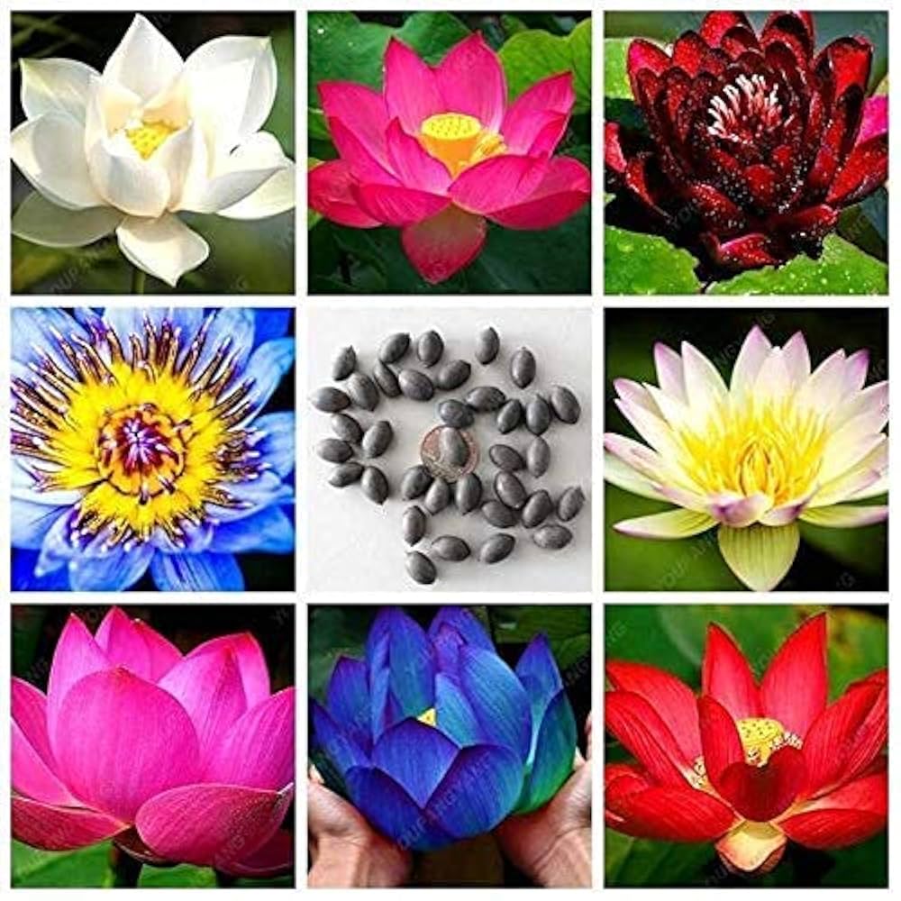 Lotus Flower