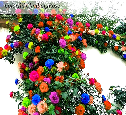 Colorful Climbing Rose