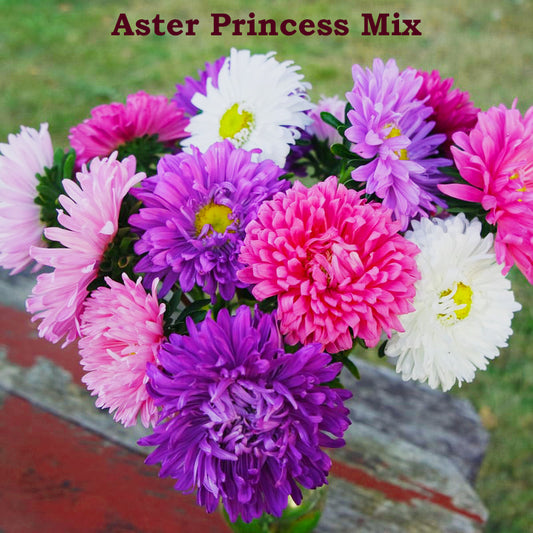 Aster Princess Beauty