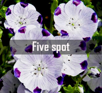 Five Spot