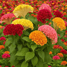 16 Packet Summer Flower Deal