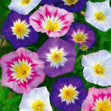 Convolvulus Tricolor