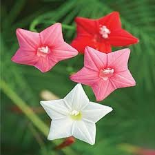 16 Packet Summer Flower Deal