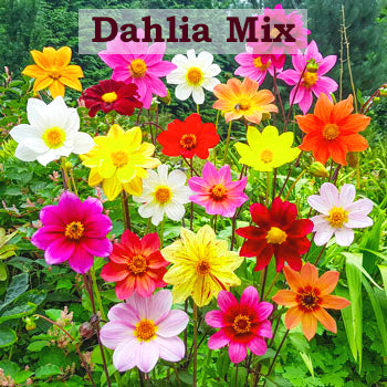 Dahlia Mix