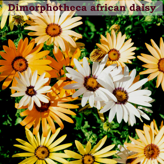 Dimore African Dasiy