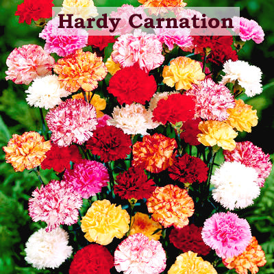 Hardy Carnation Mix