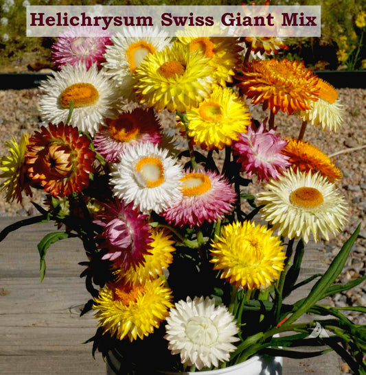 Helichrysum Swiss Giant