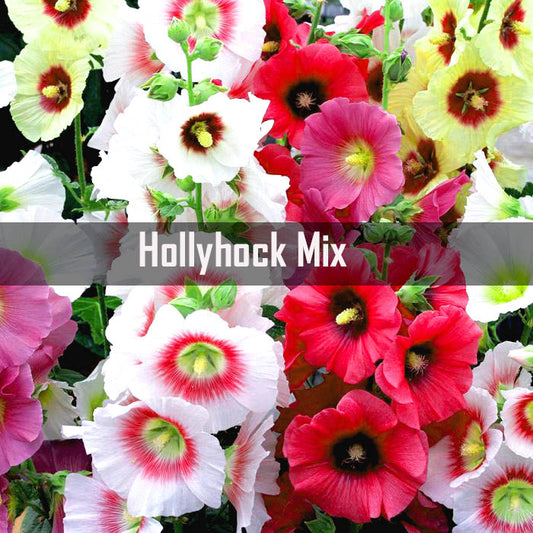 Hollyhock