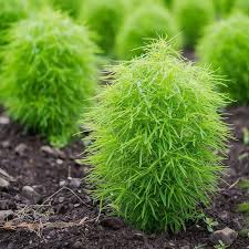 Kochia Green