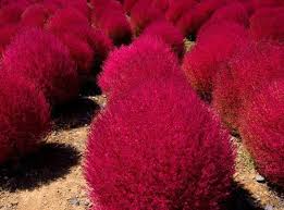 Kochia Red Ball