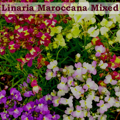 Linaria Mix