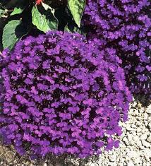 Lobelia Crystal blue palace flower
