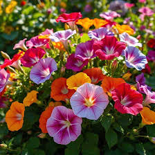 16 Packet Summer Flower Deal