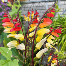 Mina Lobata