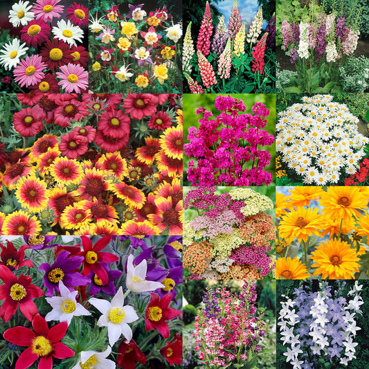 All Winter Flowers Mix Packet