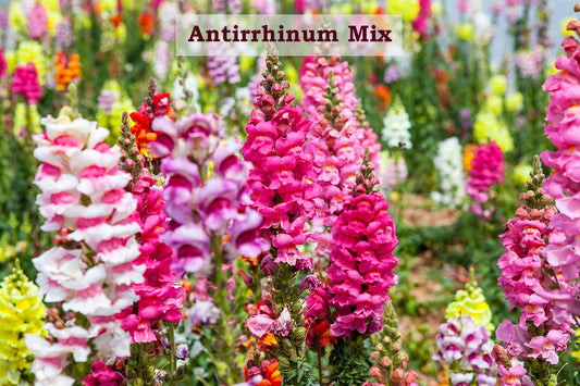 SnapDragon Mix