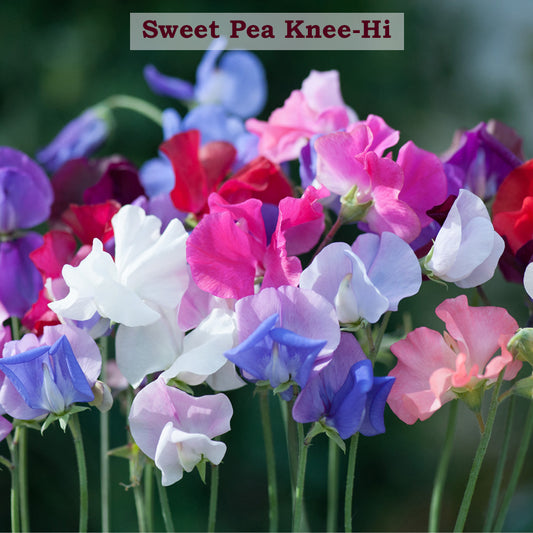 Sweet pea (Mattar Bail)