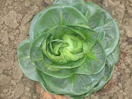 Achicoria Chicory