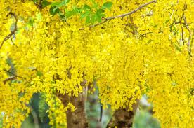 Amaltas Plant