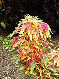 Amaranthus Tri Color