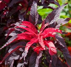 Amaranthus Bi-Color