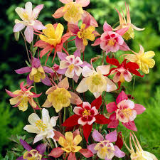 Aquilegia Mix flower