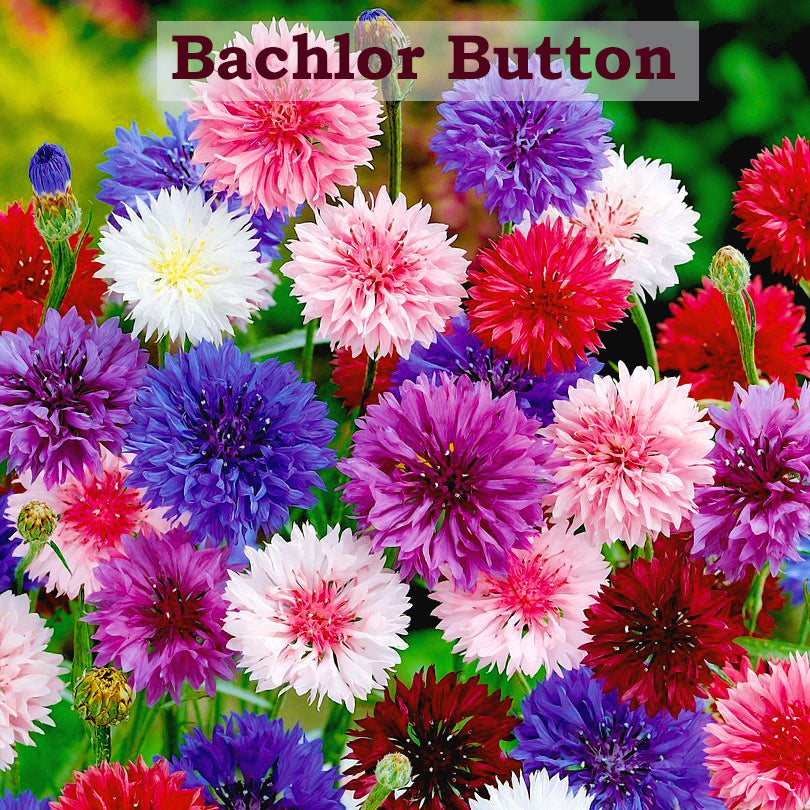 Bachlor Button
