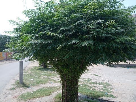 Bakain Tree Seeds