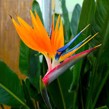 Birds Of paradise flowr