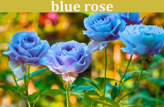 Blue Rose