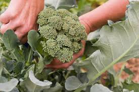 Broccoli