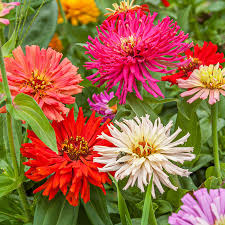 Zinnia Cactus Mix