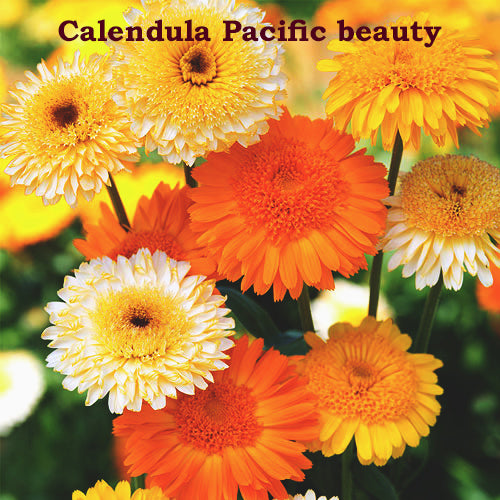 Calendula Pacific Beauty