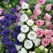 Campanula Mix flowr