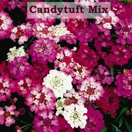 CandyTuft Flower