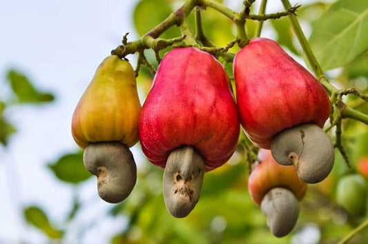 Cashews plant (Kaju)