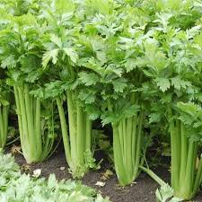 Celery Tall