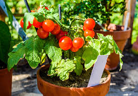 Cherry Tomato