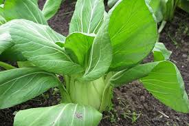 Chinese Cabbage