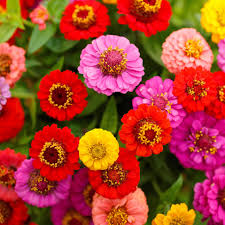 Zinnia Chrysenthemum Mix