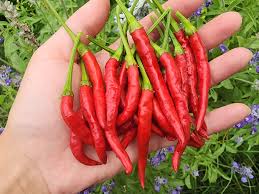 Cigretta Pepper